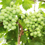 Principaux avantages  de l’achat d’aliments  cultivés  localement